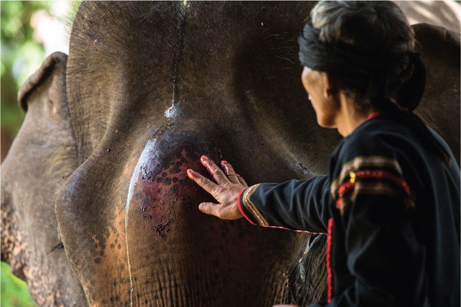 elephant Vietnam Mnong ethnic rehahn