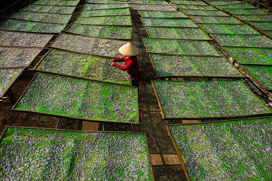 fish drying tradition handicraft photo by rehahn in hoi an vietnam