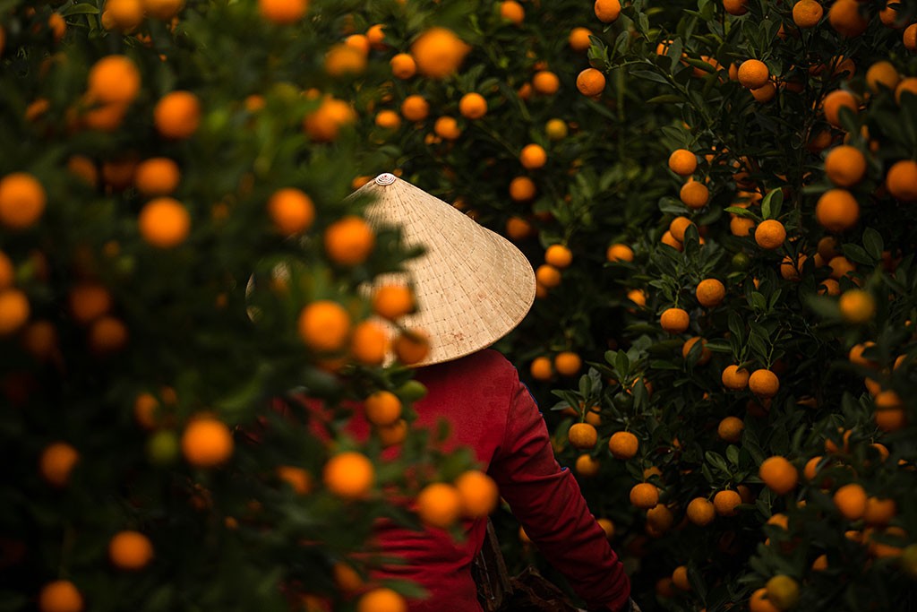 Tet in Vietnam - Kumquat