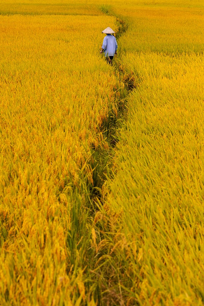 life-trace-yellow-hoian-rehahn-lifestyle-photo-vietnam