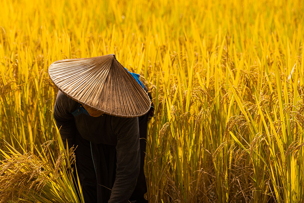 Rice fields with Tay ethnic group in Vietnam
