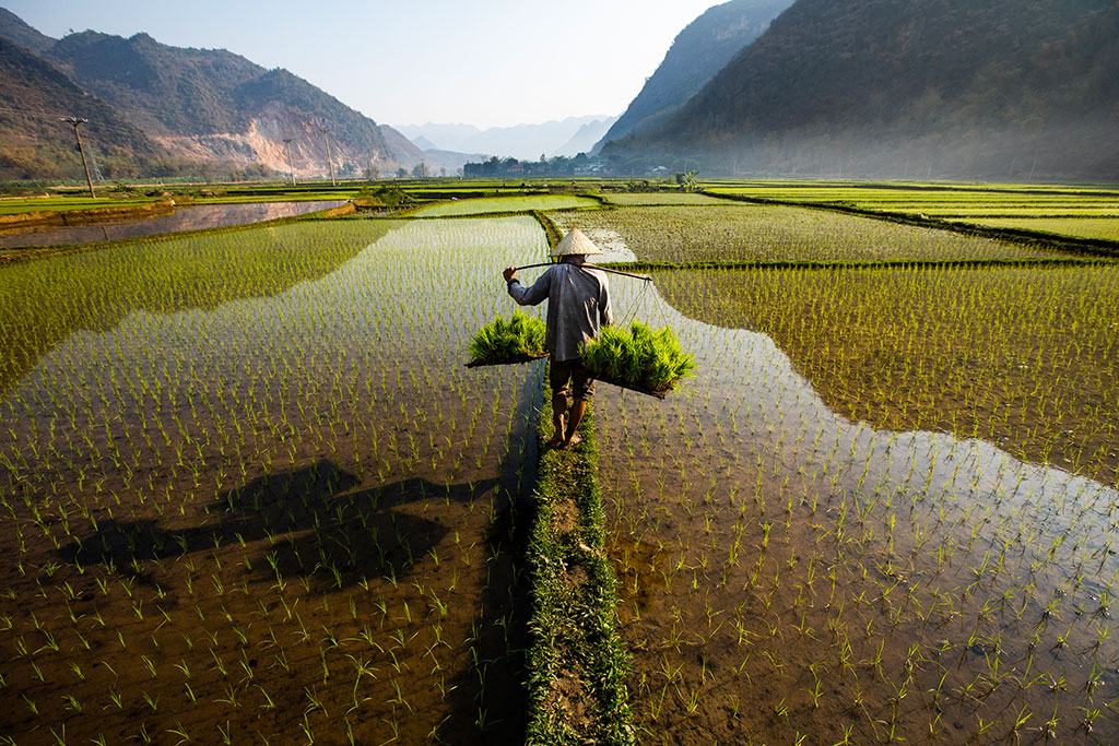 rice-field-in-vietnam-rehahn
