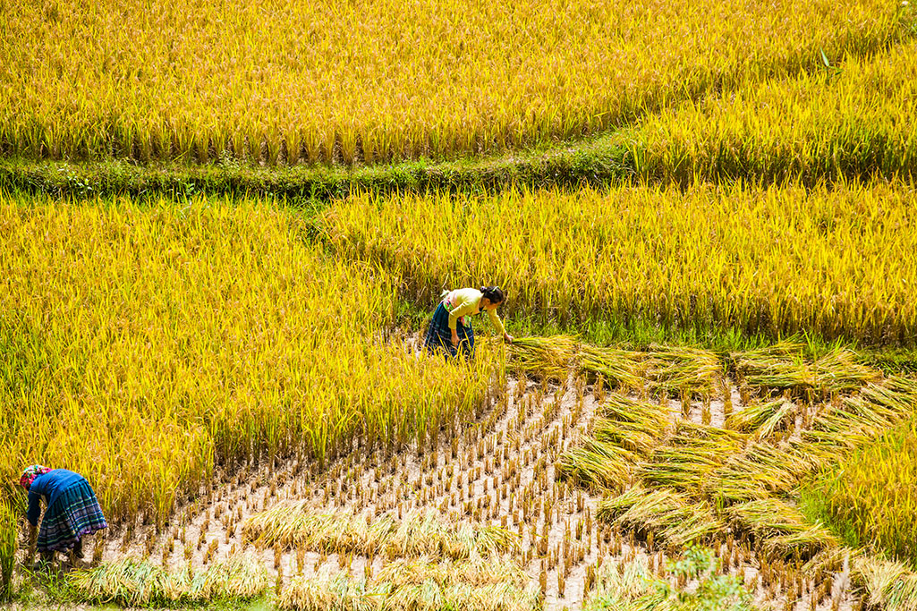 Rice fields in North of Vietnam 