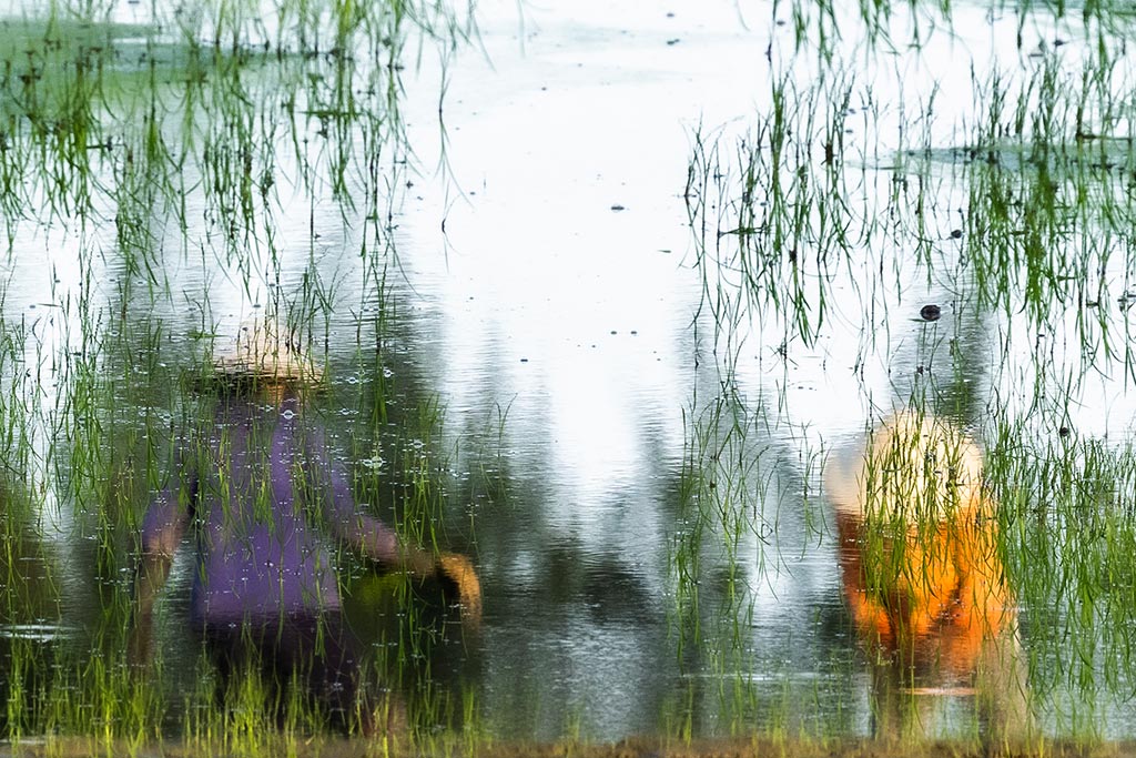 Impressionist photograph of Rice Fields in Vietnam