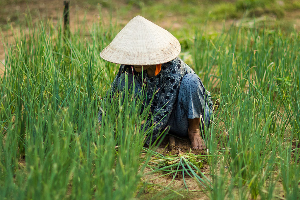 Tra Que village Hoi An photo rehahn vietnam