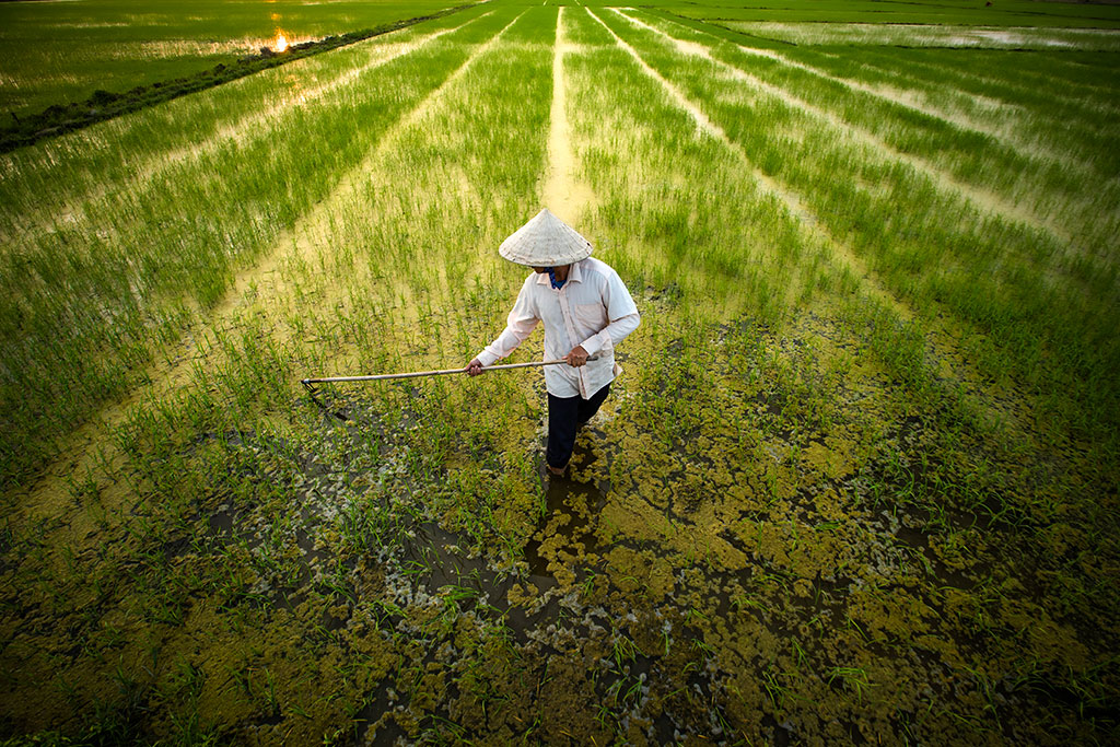 rice field hoi an photo rehahn 1