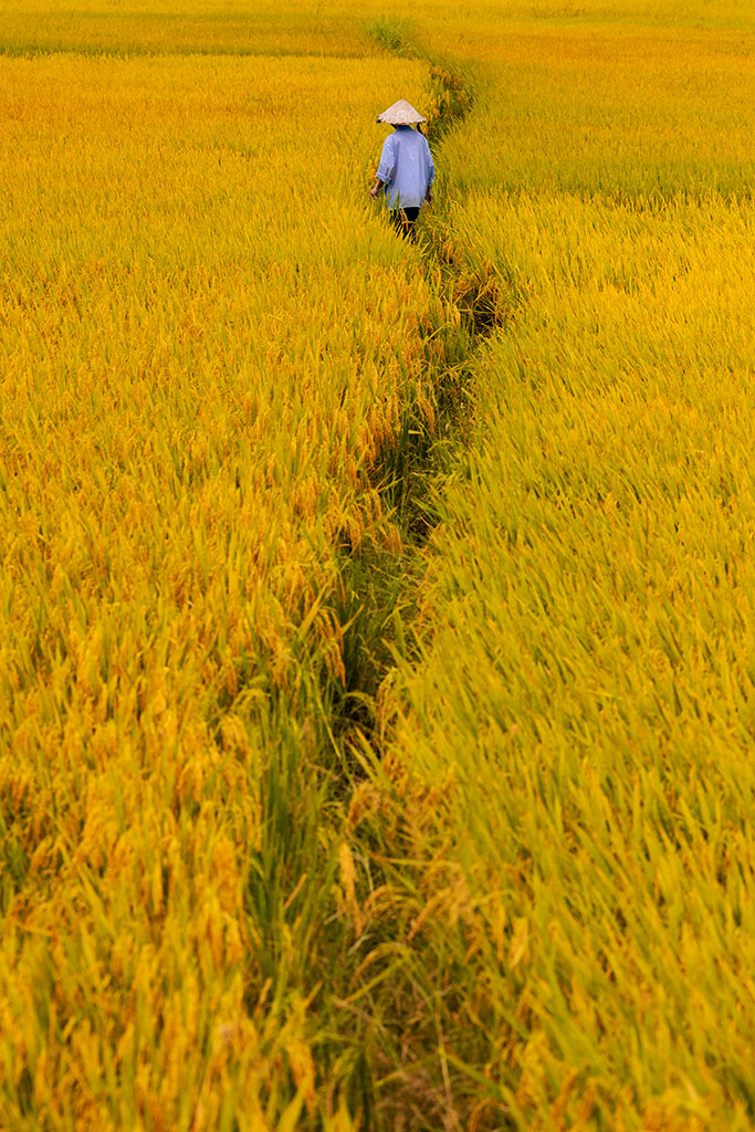 rice field hoi an photo spots rehahn vietnam