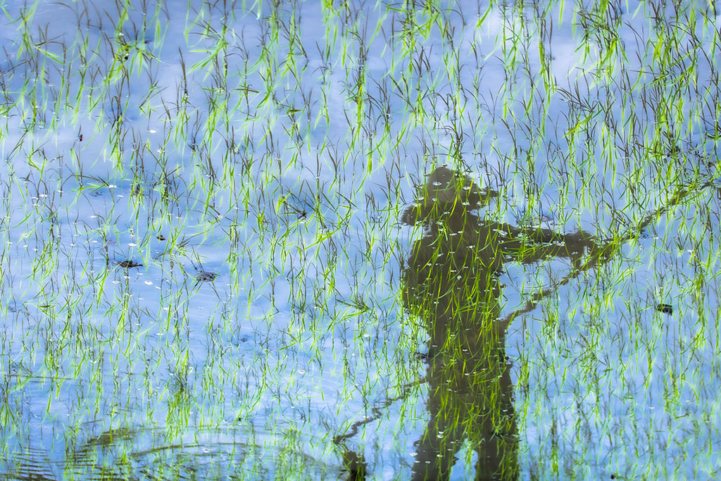 rice field impressionist photo rehahn vietnam