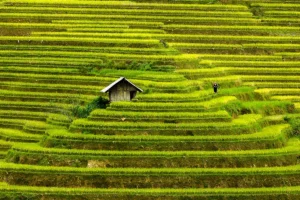 Rice Fields in Vietnam
