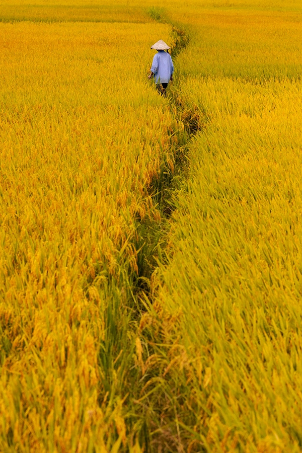 Life Trace - Réhahn photography Agriculteur marchant sur un étroit chemin au milieu des rizières jaunes au Vietnam