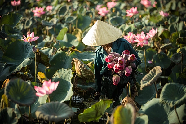 Femme vietnamienne cueillant des lotus dans un champ de lotus