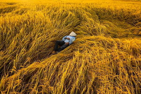 Vietnamese farmer resting in a golden rice field