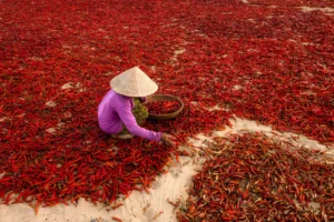 Fields of chilis - Vietnam